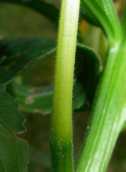 Oenothera stucchii / Enagra di Stucchi